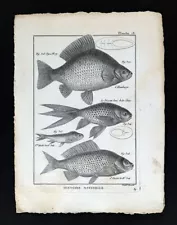 1789 Bonnaterre Fish Print Carassius - Crucian Carp - Chinese Goldfish & Variant