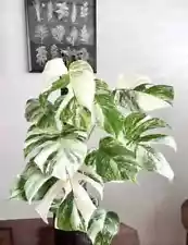 Monstera Deliciosa Albo variegated Monstera Borsigiana Albo 8 Live Cuttings