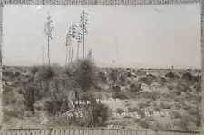 Estate Sale ~ Vintage Real Photo Postcard - Yucca Plants - Deming, New Mexico