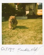 VINTAGE POLAROID PHOTO HAPPY CHOW CHOW DOG PUPPY RUNNING AMERICANA