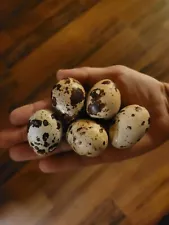 30 Extra large Jumbo white/Texas A&M coturnix quail hatching eggs