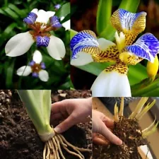 Rare Neomarica gracilis WALKING IRIS Tropical LIVE Plant Bulbs Houseplant