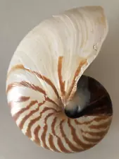 Chambered nautilus shell 6 1/4 x 4 3/4 in.