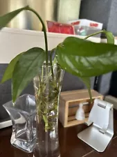 cebu blue pothos for sale