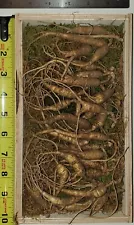 Fresh Wild Ginseng Root 100% Organic & Authentic Natural 30~40 years old