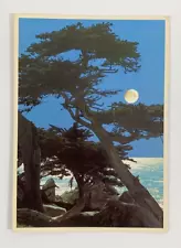 Cypress Tree Monterey Peninsula Carmel California Postcard Unposted