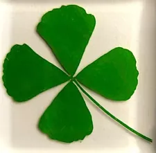 38mm Real Four Leaf Clover in Clear Lucite Resin St. Patrick's Day Gift Specimen