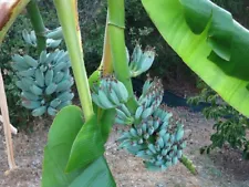 Blue Java Banana Plant Seeds- Ice Cream Banana Rare Plant Live 25+ Seeds