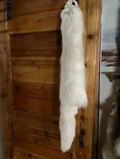 Tanned ARCTIC FOX white fur pelt skin taxidermy mancave log cabin COLLAR tail