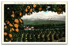 Oranges & Snow Capped Mountains CA Orchid