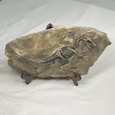 Faux Dinosaur Fossil Skeleton Velociraptor Model Prehistoric Animal Home Decor