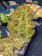 Greenish Mantle 4" Derasa -Tank Raised - Tridacna Clam WYSIWYG - Invert