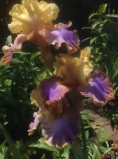 Iris 'Noble Poet' (Barry Blyth, R. 2006).Tall Bearded Iris 1 rhizome