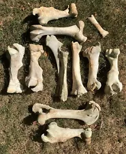 Black Angus Adult Cow Bones lot of 11. Western, Art, Halloween, Man-cave, Voodoo