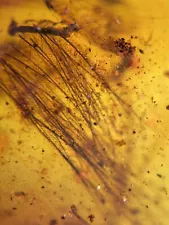 Dinosaur Or Bird Hair Feather Burmite Myanmar Burmese insect amber fossil