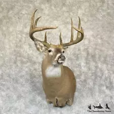 whitetail deer mounts for sale ebay