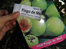 Rare figs * Honey Drop Fig Tree * Ficus Carica Pingo de Mel 50 fresh seeds