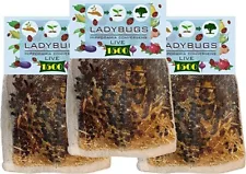 4500 Live Ladybugs for Garden (3 X 1500) - Good Bugs - Guaranteed Live Delivery!