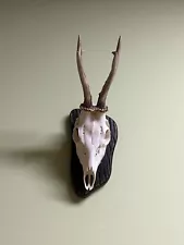 Deer horns. Antlers, taxidermy, wood, hunting trophy