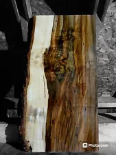 XXL SPALTED AMBROSIA Maple Burl wood, STABILIZING, EPOXY WOOD, Curly WOOD SLAB