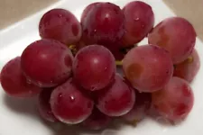 5+ Cutting Ruby Roman Grape Stem (Vitis vinifera) Fresh Cut