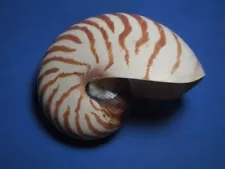 NATURAL CHAMBERED NAUTILUS "A CLASSIC COLLECTIBLE" (122.3mm)