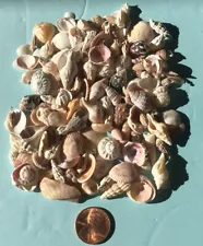 100 Tiny Seashells Hand Picked, Washed For Crafts, Shell Art, Doll House Sanibel