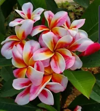 Plumeria Arctic Star, limited ,1 cutting, no roots- imported, 6-8"