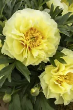 ITOH peony "Bartzella" N 2-3