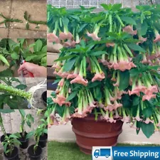 Brugmansia Suaveolens - Angel Trumpets Pink Live New 03 Cuttings For Planting