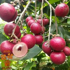 longan tree for sale