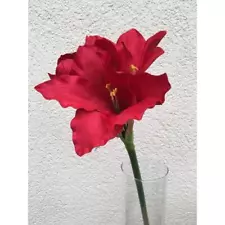 Amaryllis Red, 21 11/16in