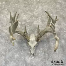 #28268 P | Whitetail Deer Skull European Taxidermy Mount For Sale