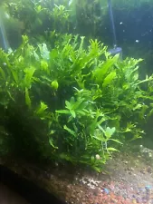 Java Fern 'Windelov' Live Aquarium Plant *Buy1 Get 1 Shrimp Snails Fish Plants