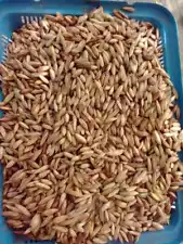 Dried Terminalia Catappa Viable fruit Seed Nut Indian Almond organic herbal