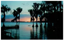 Cypress Tree in Sunset in Cypress Garden Florida