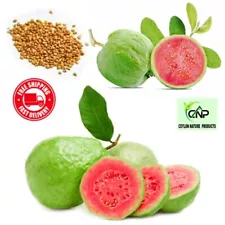 100 Seeds Pink Guava Fruit Tree for Planting Exotic and Delicious Tropical Fruit