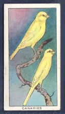 HARTZ & NORWICH CANARIES #18 - Original 1924 Phillips Home Pets Cigarette Card