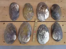 8 Large Natural 5" Freshwater Mussel Clam Shell Half Lot MOP Mother of Pearl C