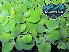 *BUY 2 Get 1 FREE* 25+ Leaf Dwarf Water Lettuce - Live Floating Plant Aquarium