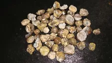 WHOLE AND ROUGH FLUORESCENT DUGWAY GEODES UTAH 4 + POUNDS