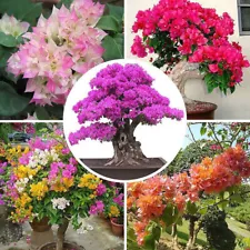 1 Bag 100 Mixed Color Bougainvillea Bonsai Flower Plant Seeds Home Garden