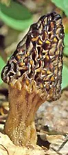 TRUE MOREL mushroom spores/mycelium / (on dry seeds) 20 gr