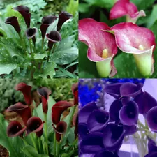 Calla Lily Mix（100）Seeds Flowers Easy to Grow Planting for Outdoor Indoor