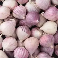 20 Bulbs single Clove Garlic Solo Garlic, Heirloom Herbs From Thailand