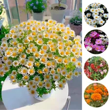 Bloom Germination Seeds Daisy 100 Seeds Home Garden Flower Plant Seeds Beautiful