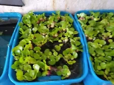 "50" HELEN'S WATER HYACINTH,KOI,POND,PLANT,ORGANIC,GROWN