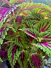 Coleus Plant 4 pack Variety Live Rooted Rare Exotic Green Purple Tropical