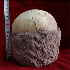 Segnosaur Dinosaur Egg Fossilized Crystallized Fossil Jurassic Cretaceous World