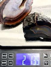 Piranha Agate Brazil